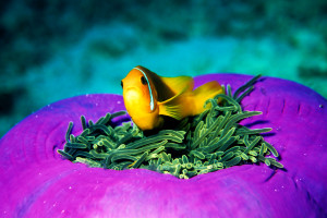 island paradies of the Maldives