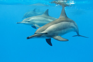 underwater world Maldives