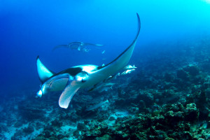 mantas 