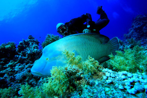 underwater Maldives