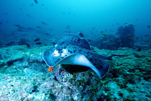 stingray