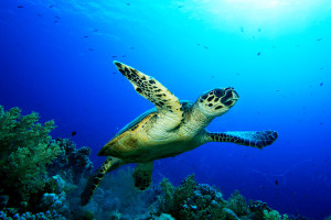 turtle snorkeling Maldives