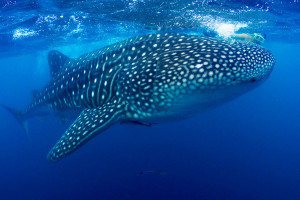 snorkeling with whalesharks