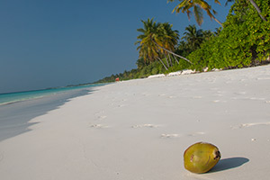 Maldives Whale Shark Tour