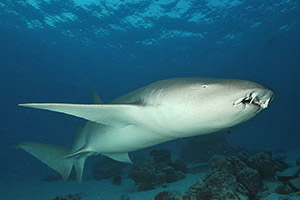  Diving at the Maldives