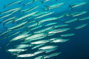 liveaboards maldives