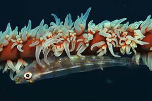  Diving at the Maldives