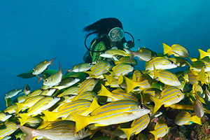  Diving at the Maldives